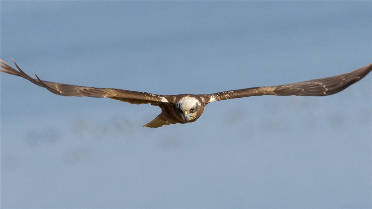 Western Marsh Harrier