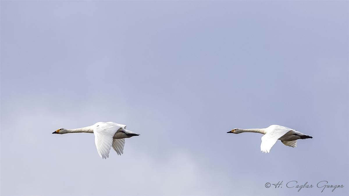 Tundra Swan