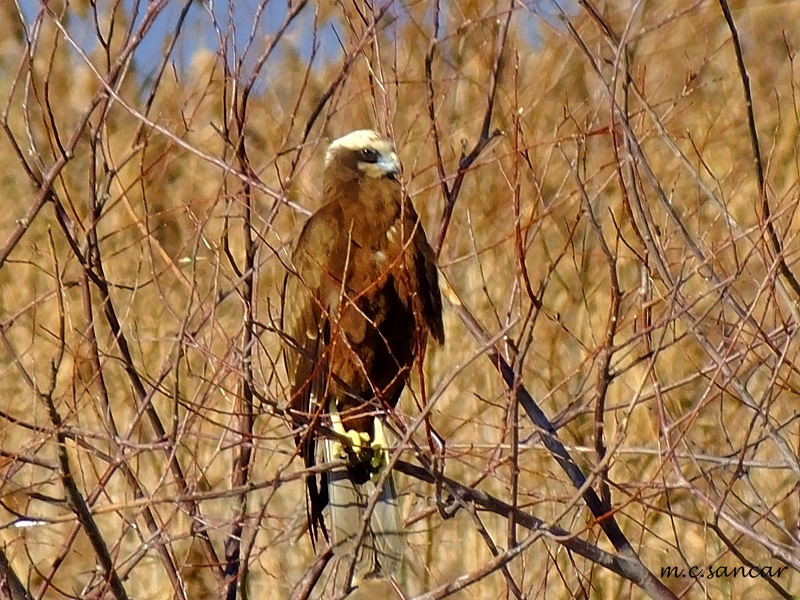Western Marsh Harrier