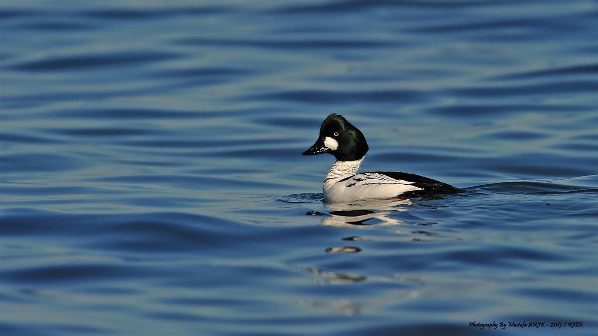 Common Goldeneye
