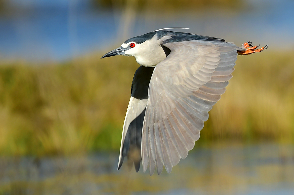 Black-crowned Night Heron
