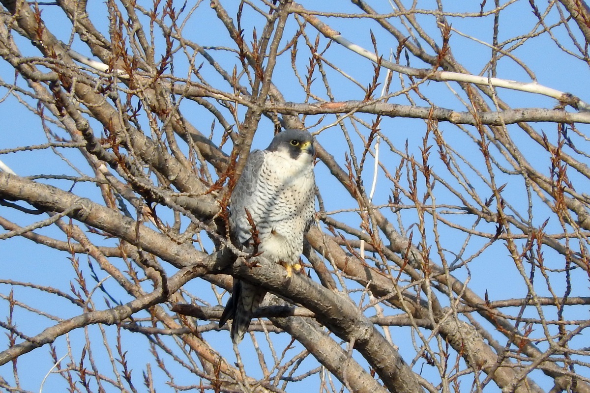 Peregrine Falcon