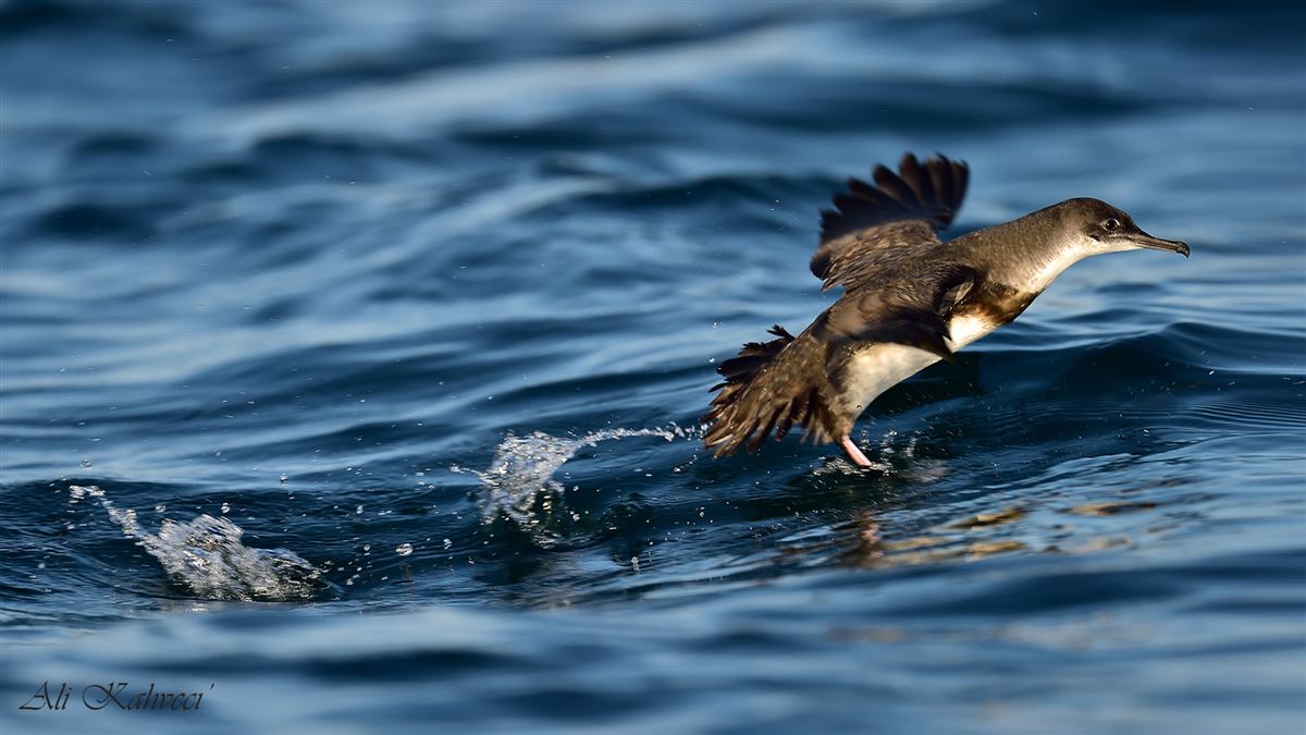 Yelkouan Shearwater