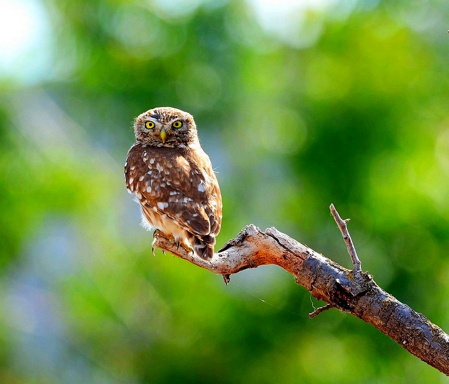 Little Owl