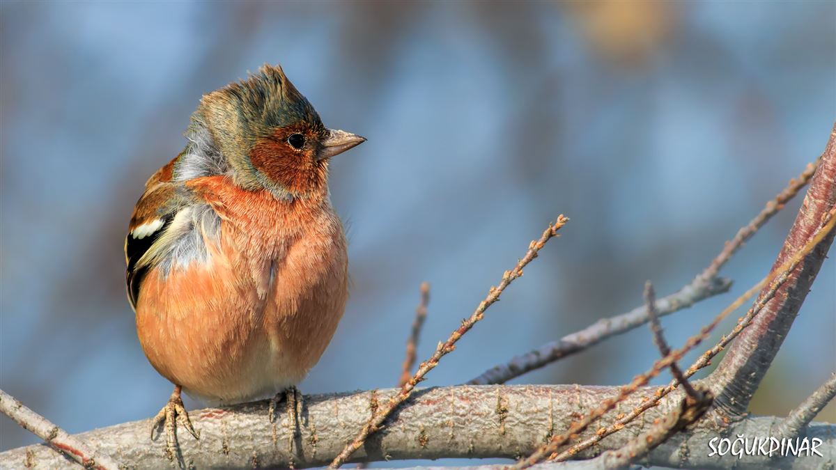 Eurasian Chaffinch