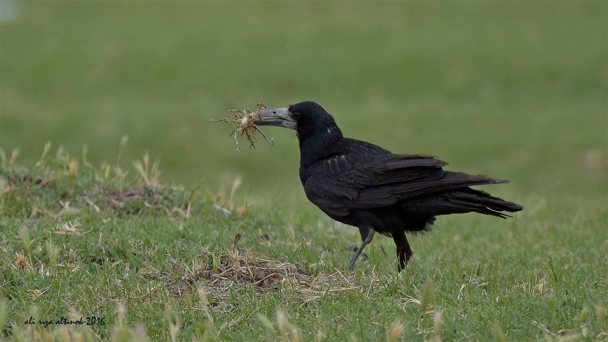 Rook