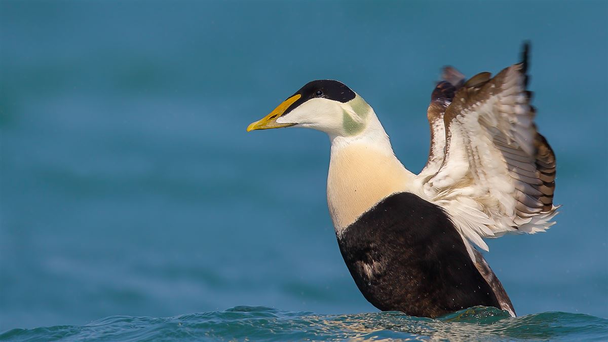Common Eider