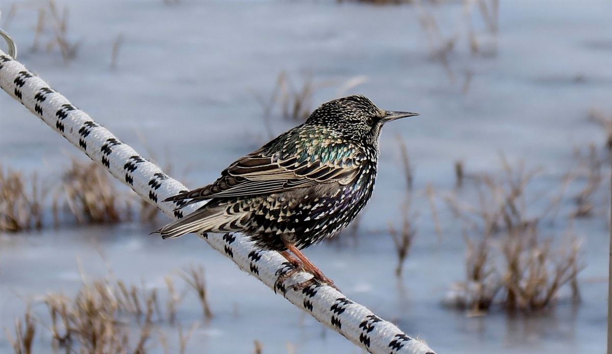 Common Starling