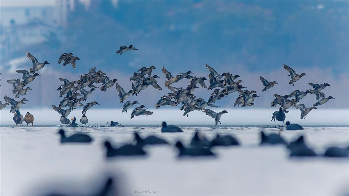 Eurasian Teal