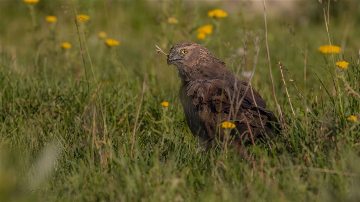 Montagu`s Harrier