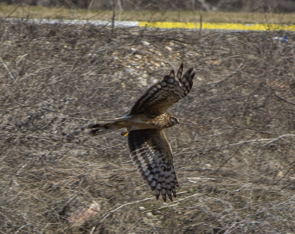 Hen Harrier