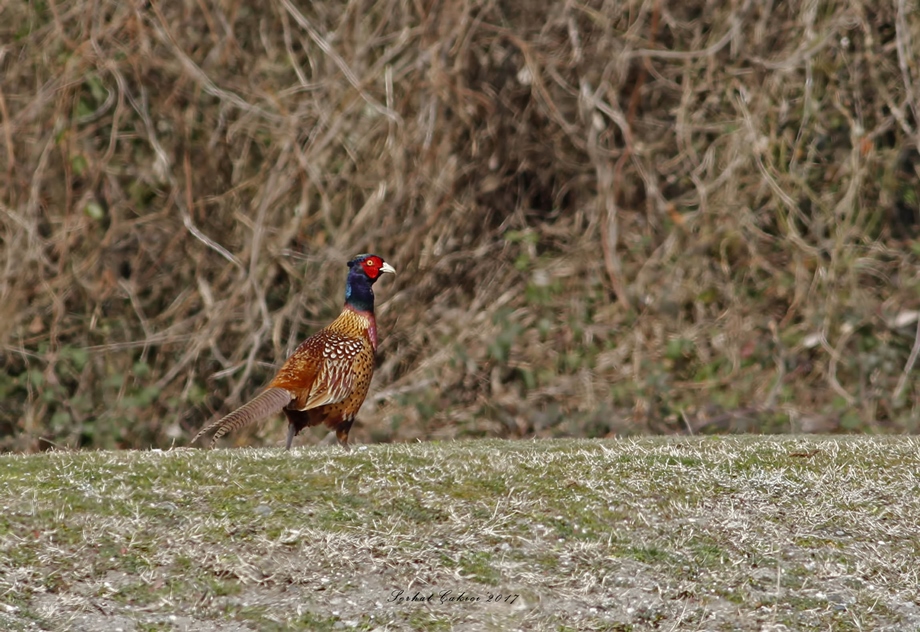 Common Pheasant