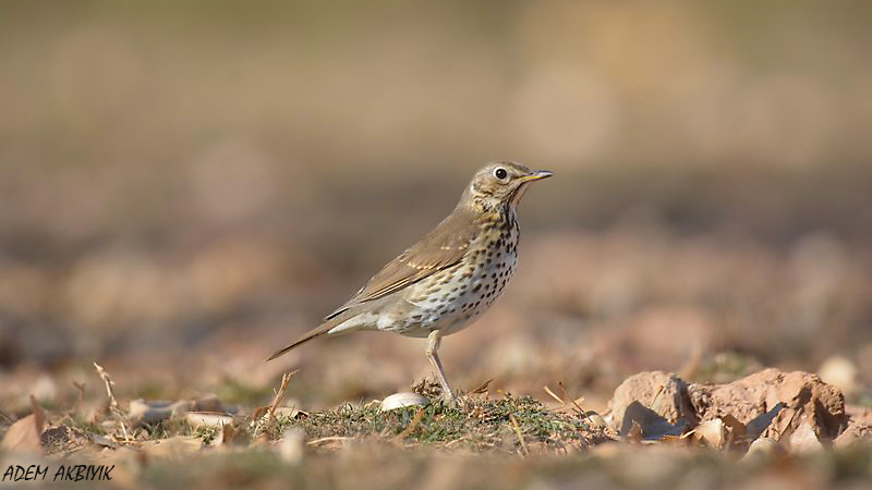 Song Thrush