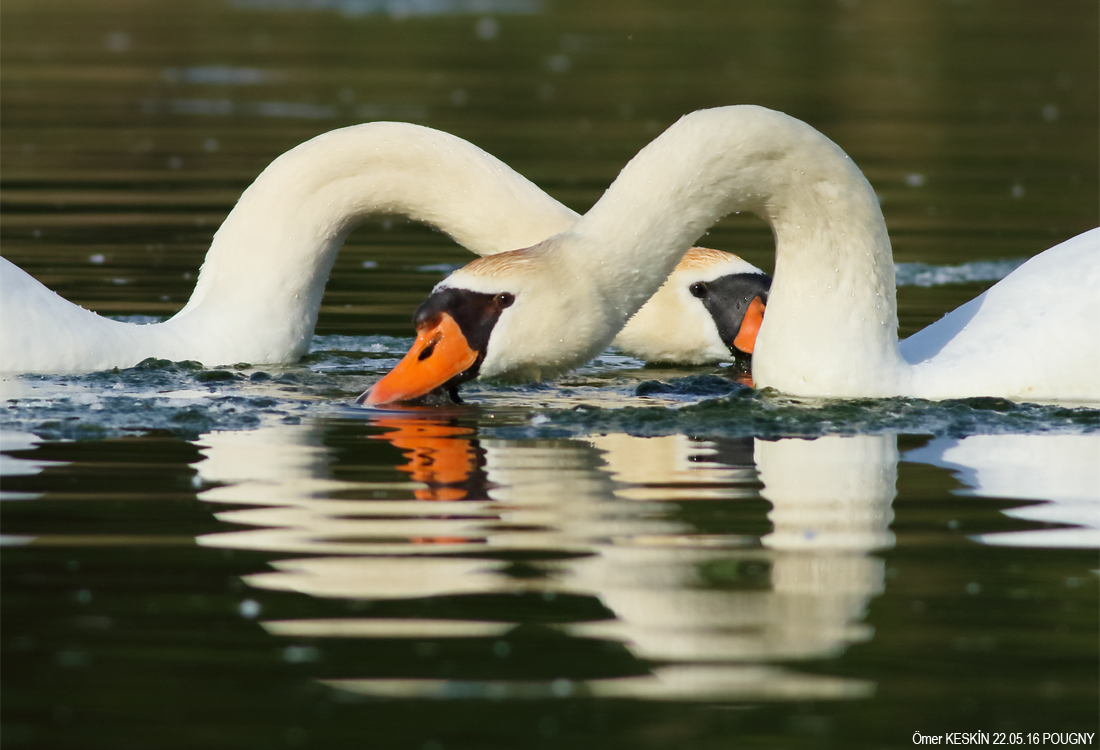 Mute Swan