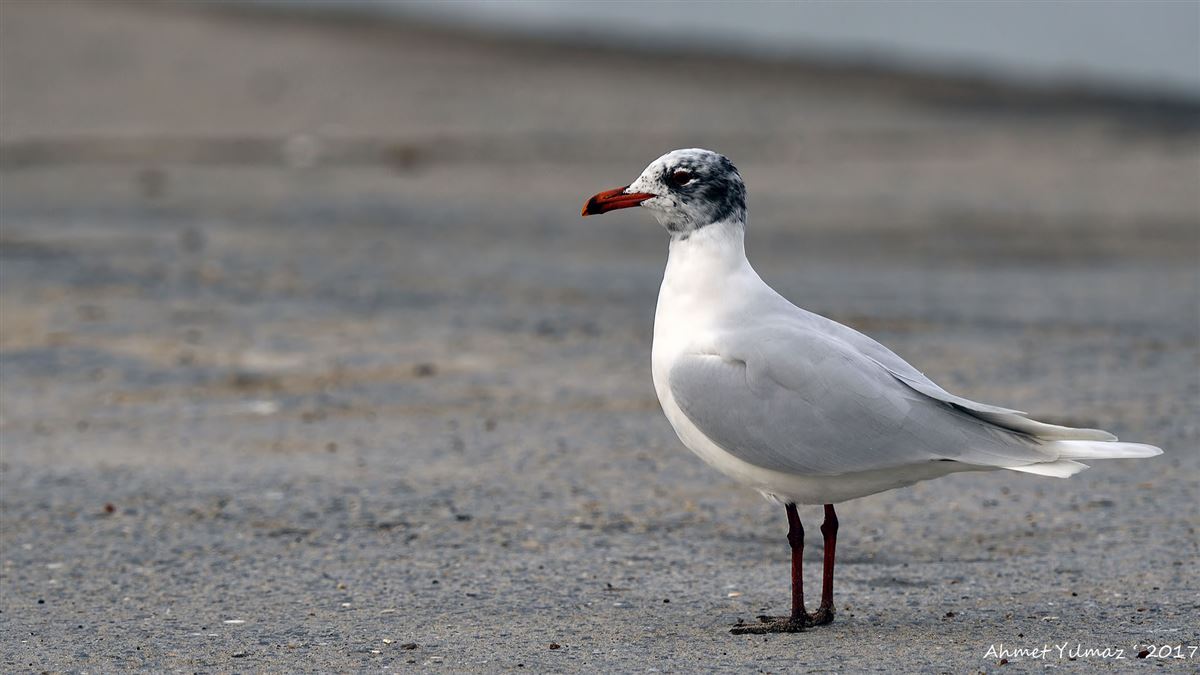 Mediterranean Gull
