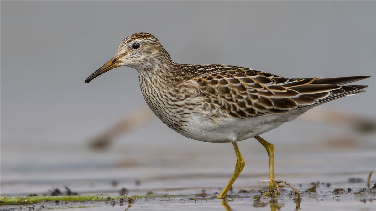 Pectoral Sandpiper