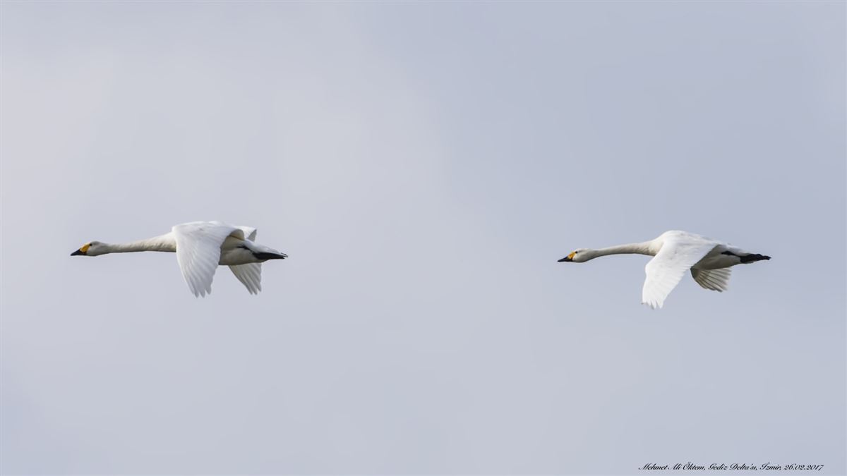 Tundra Swan