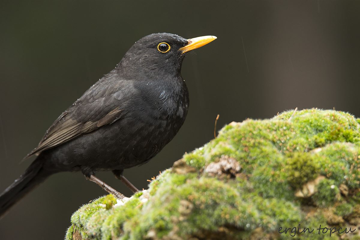 Common Blackbird