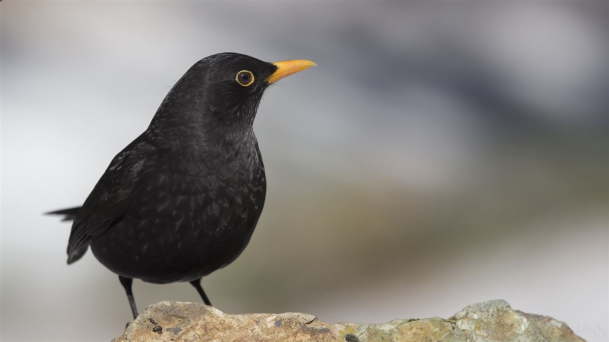 Common Blackbird