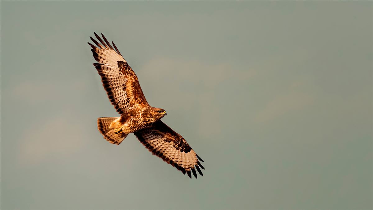 Common Buzzard
