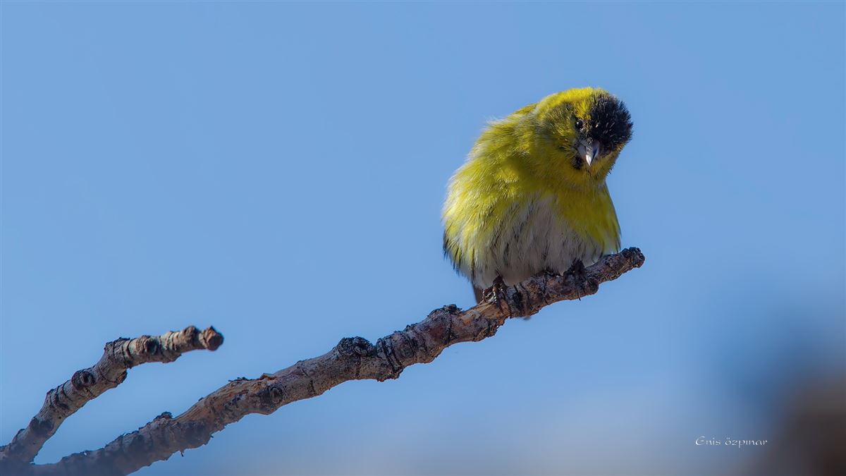 Eurasian Siskin