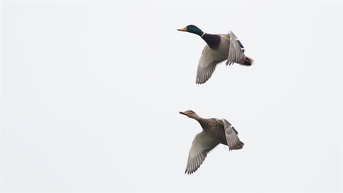 Mallard