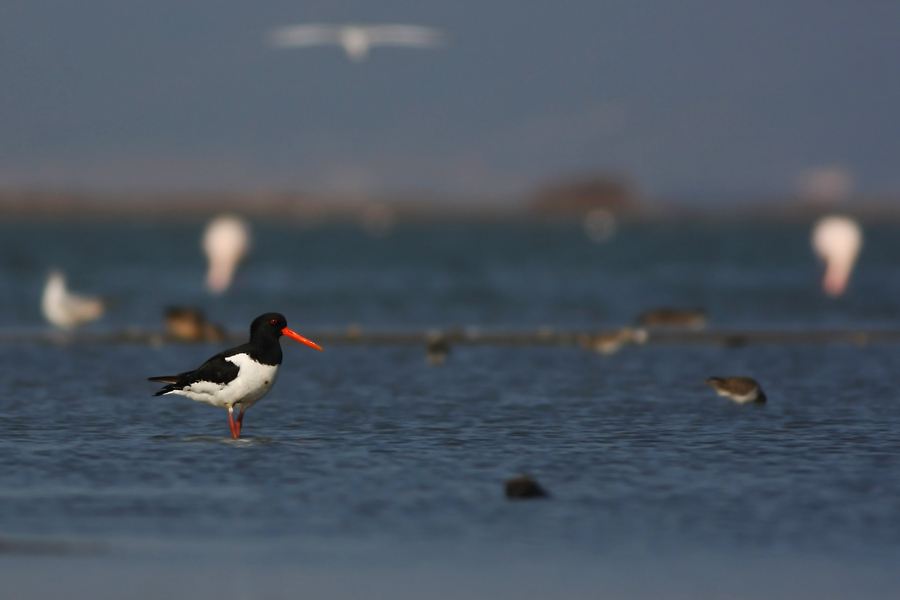 Eurasian Oystercatcher