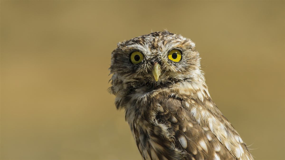 Little Owl