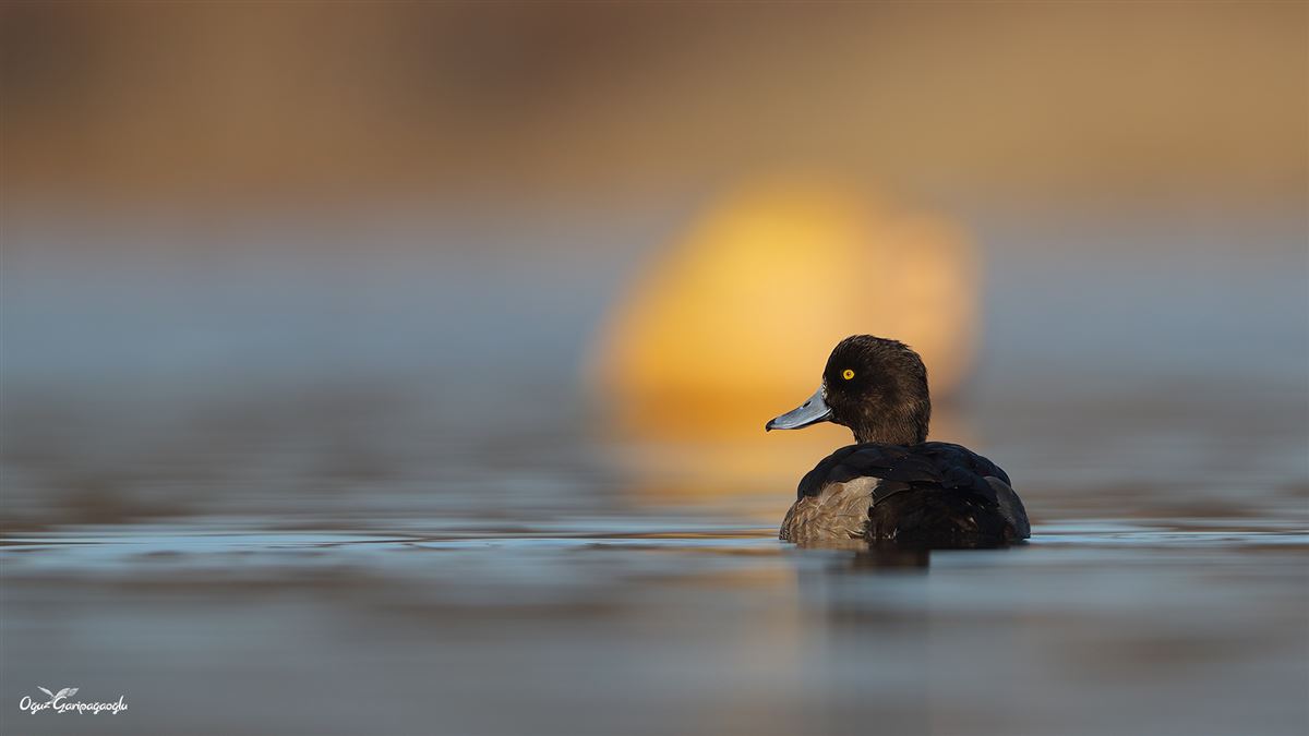 Tufted Duck