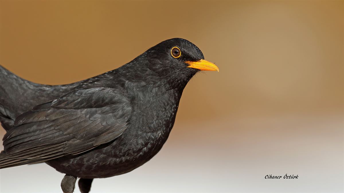Common Blackbird