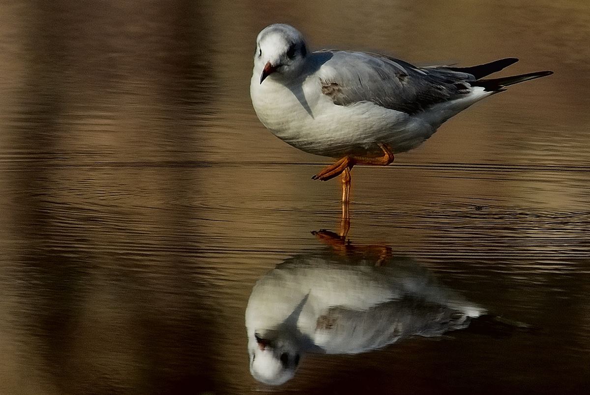 Black-headed Gull