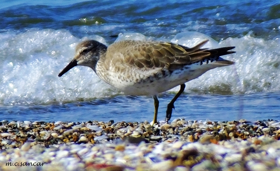 Red Knot