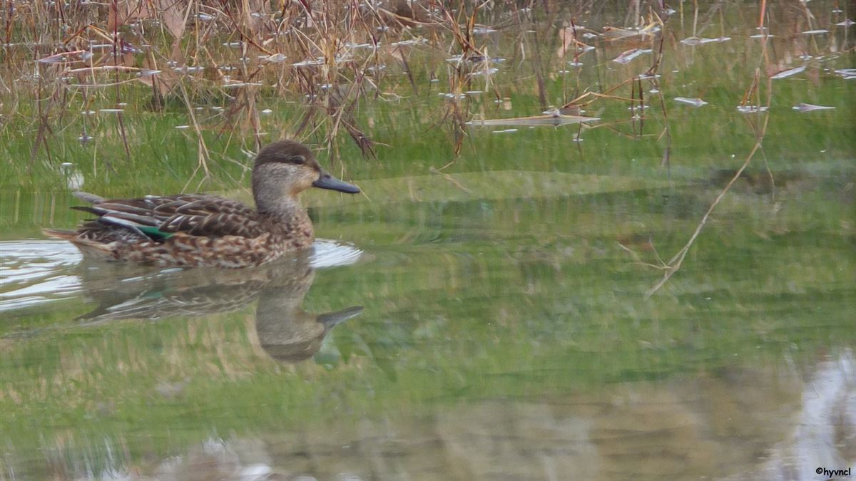 Eurasian Teal