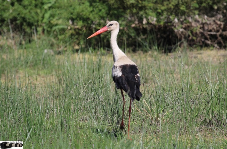 White Stork