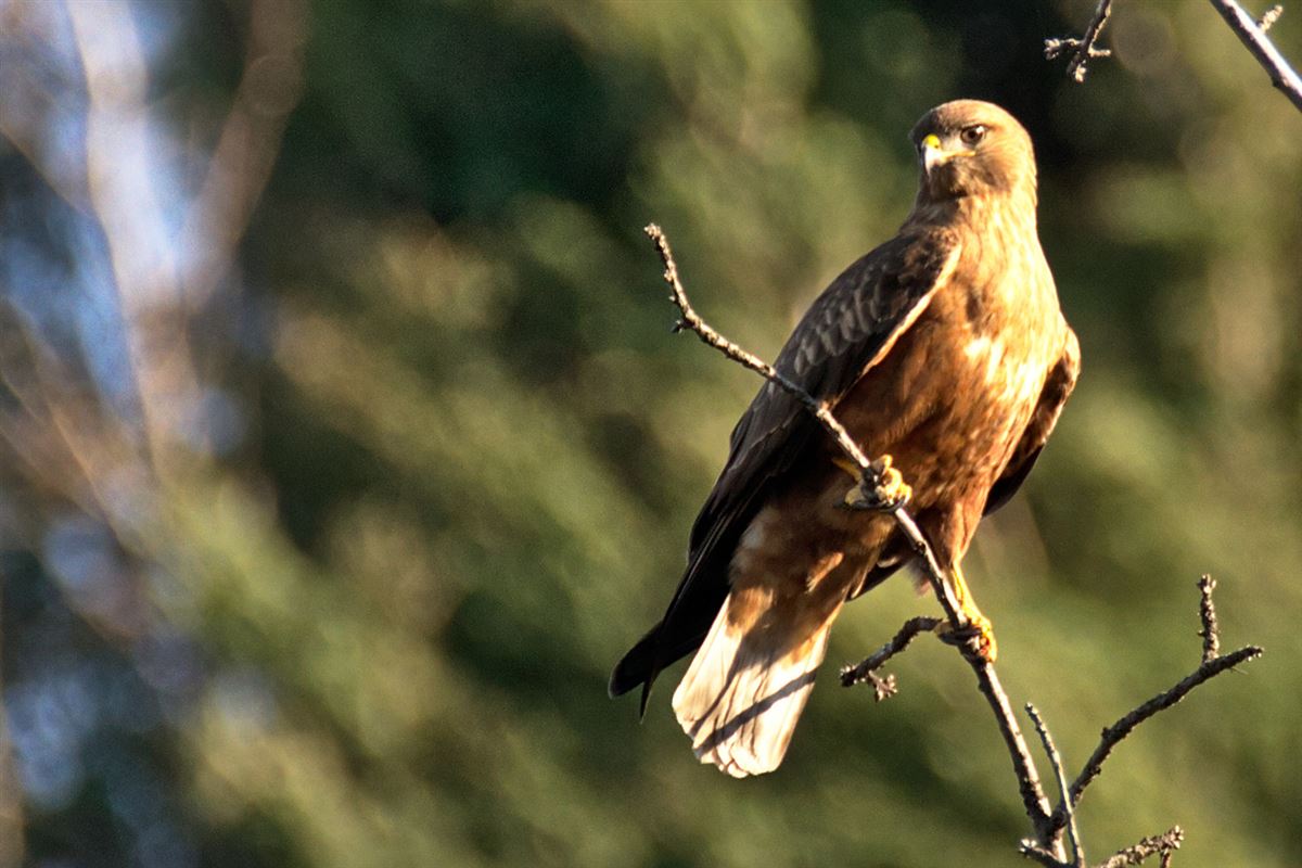 Common Buzzard