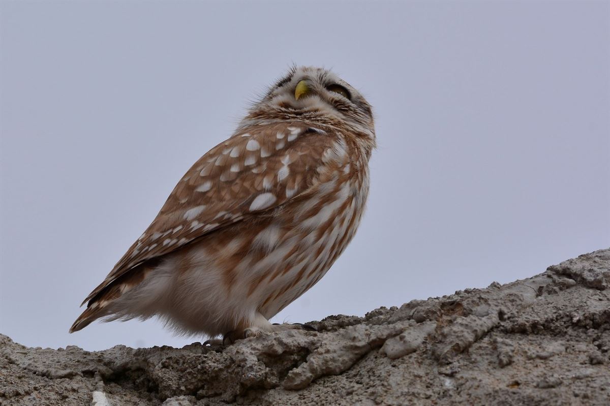 Little Owl