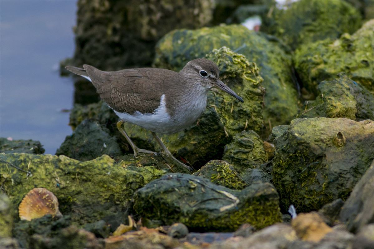 Common Sandpiper