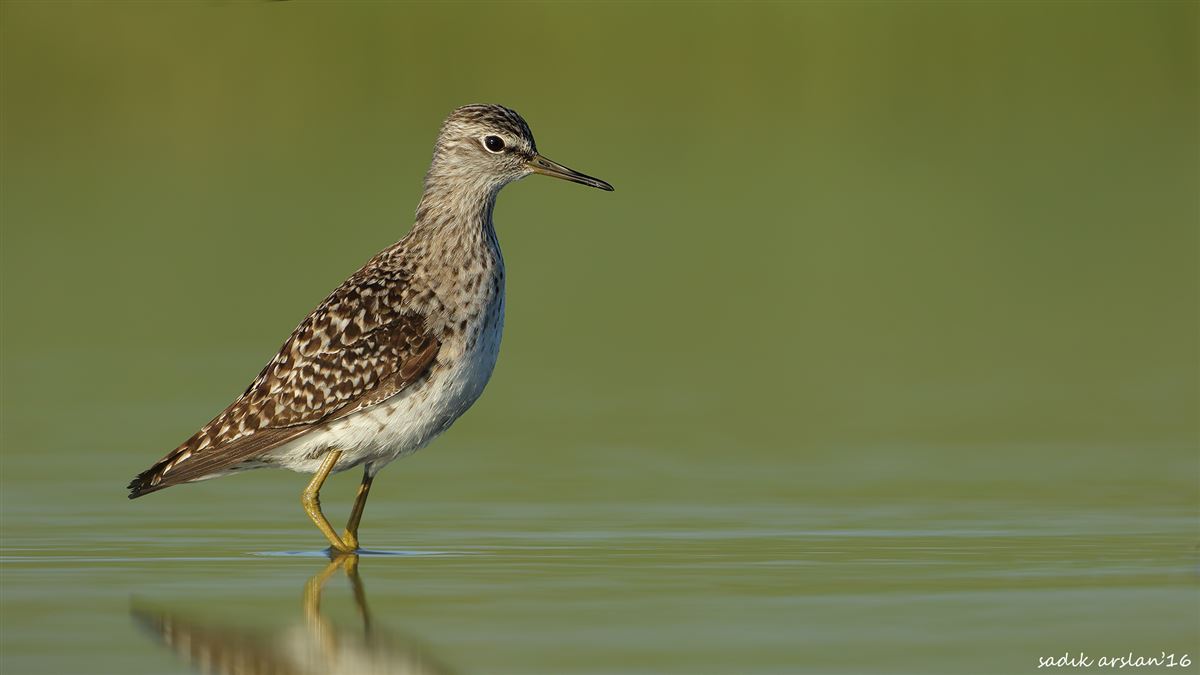 Wood Sandpiper