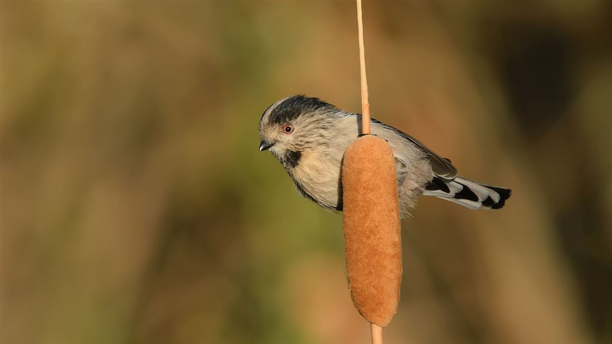 Long-tailed Tit