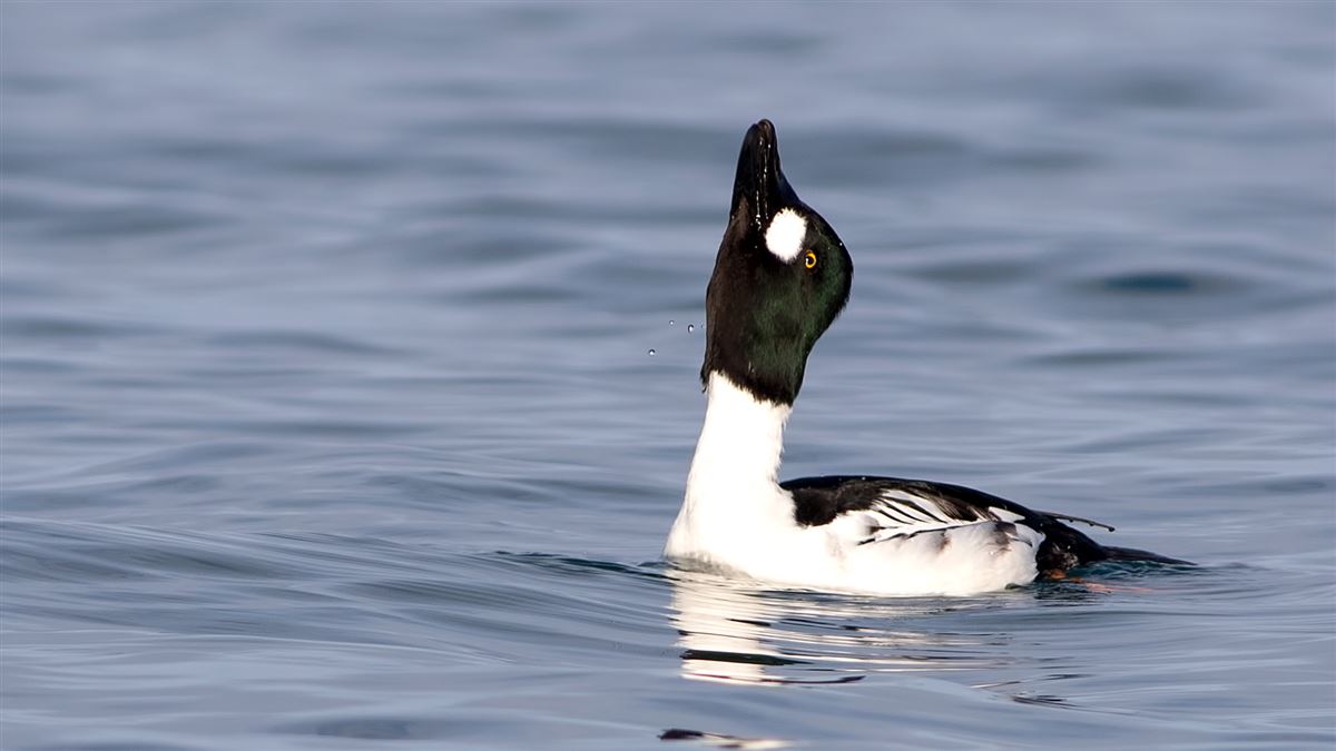 Common Goldeneye