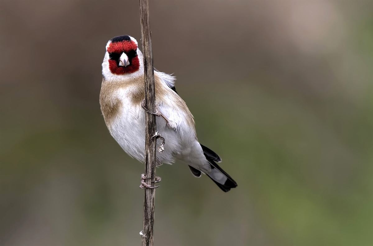 European Goldfinch