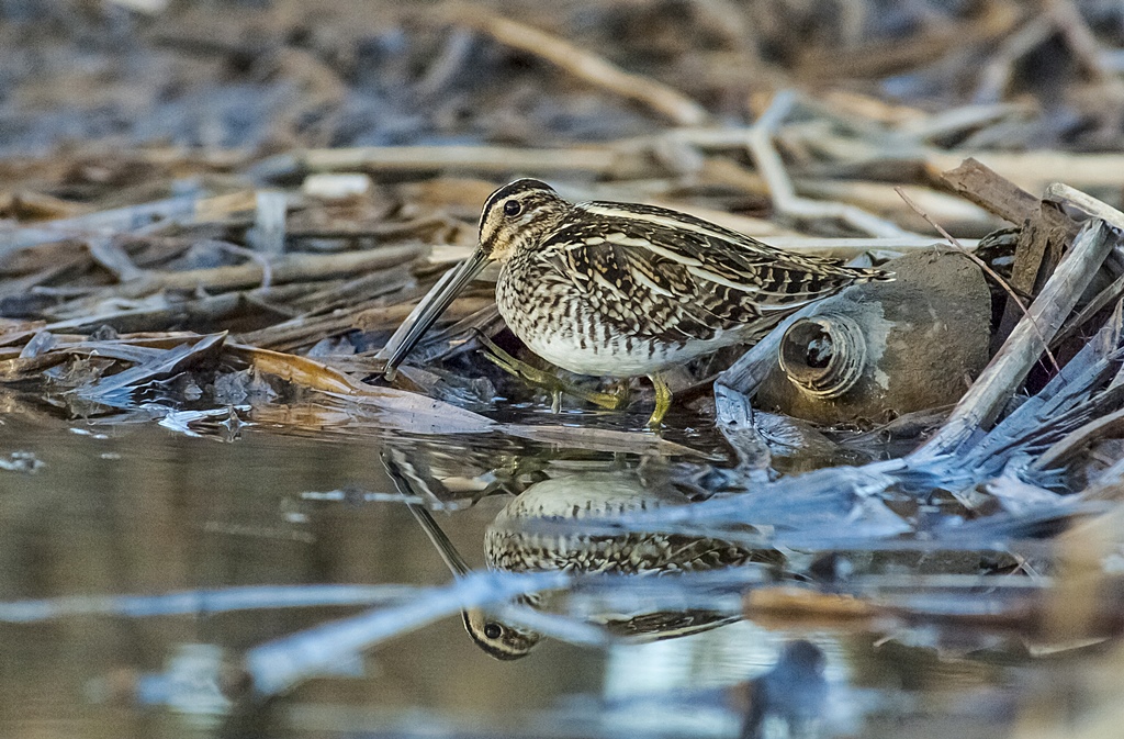 Common Snipe