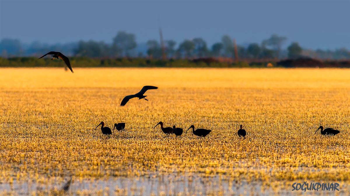 Glossy Ibis