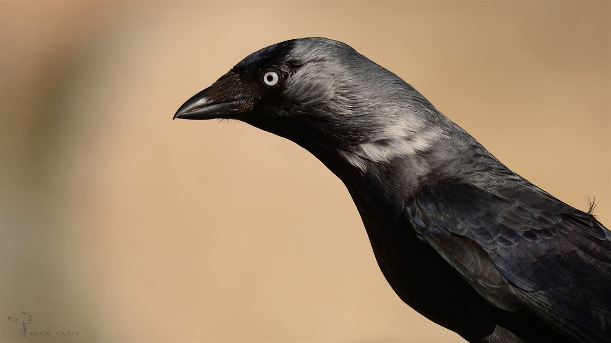 Western Jackdaw