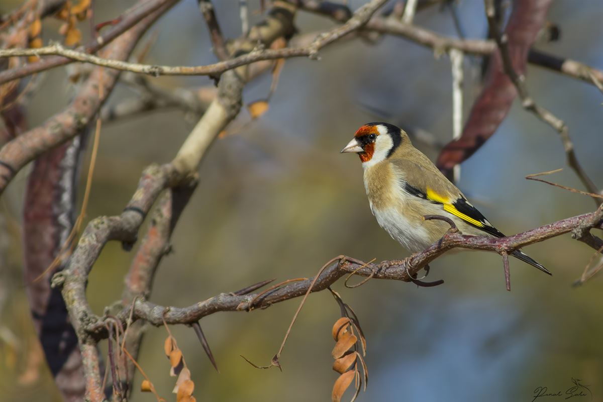 European Goldfinch