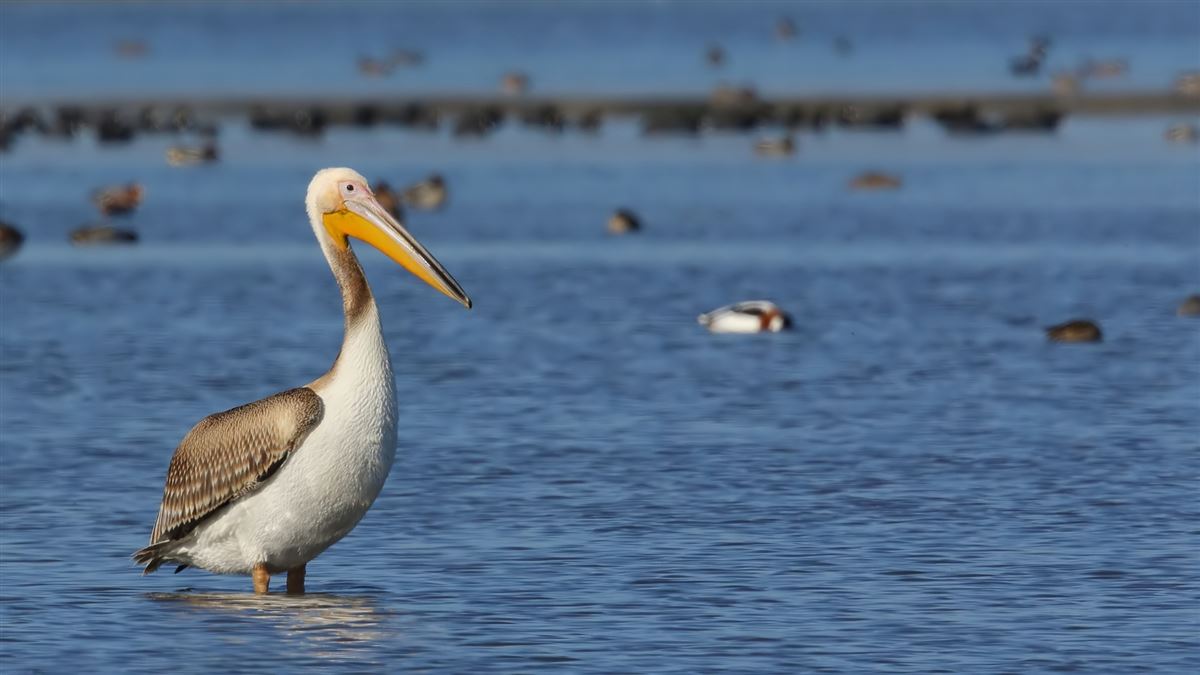 Great White Pelican