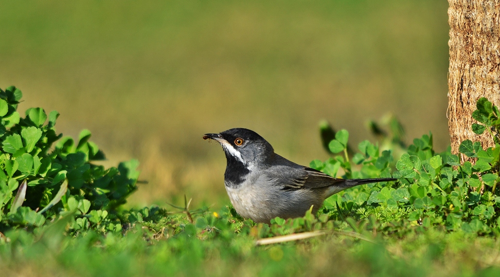 Rüppell`s Warbler