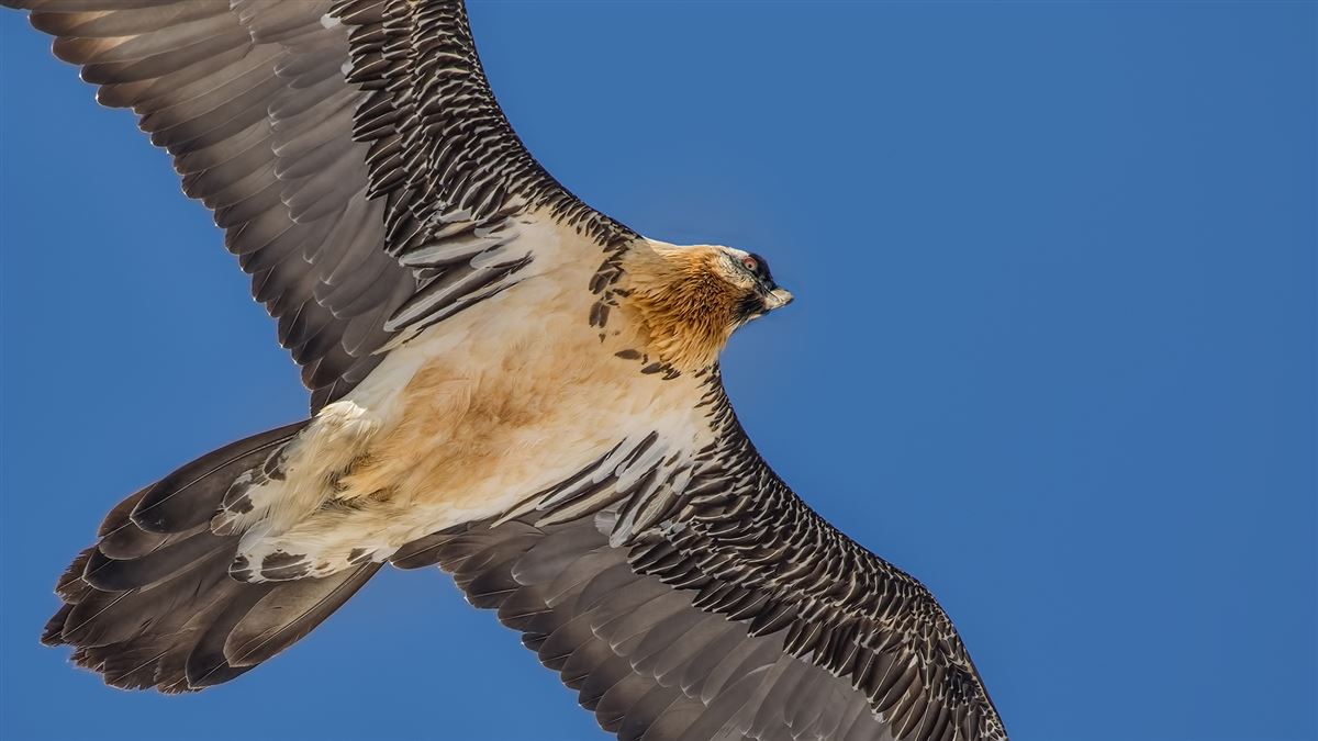 Bearded Vulture