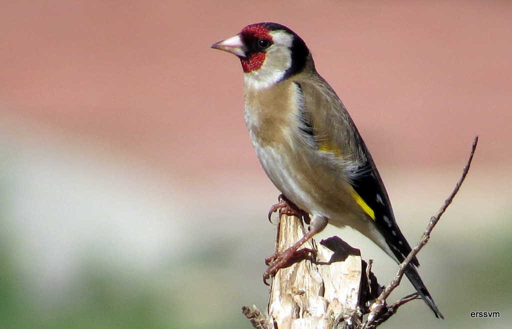 European Goldfinch