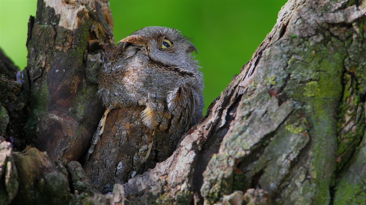 Eurasian Scops Owl